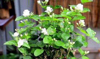 茉莉花催花后如何预防烂根 茉莉花催花后如何预防烂根的发生