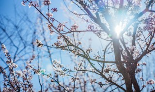 腊梅花简介（腊梅花的来历）