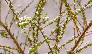 雪柳适合什么季节养（雪柳好养活吗）