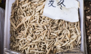 麦冬怎么吃最好（麦冬怎么吃最好有哪些吃法呢）