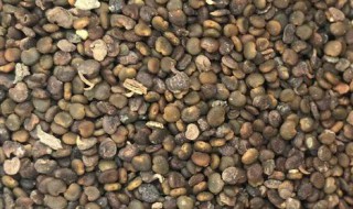 沙苑子的功效与作用（沙苑子的功效与作用图片）