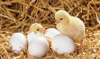 怎么区分母鸡下蛋和不下蛋（怎么区分母鸡下蛋和不下蛋的原因）