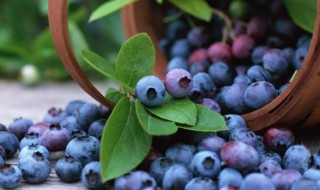 蓝莓怎么吃（蓝莓怎么吃是正确的方法）