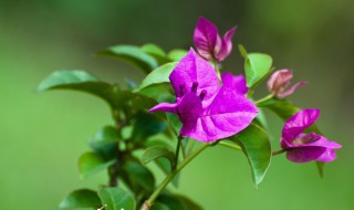 叶子花的繁殖方法 叶子花的繁殖方法直接剪一个枝条插在土里就可以了吧