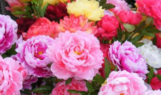 牡丹花适合在室内养殖吗 牡丹花适合在室内养殖吗北方