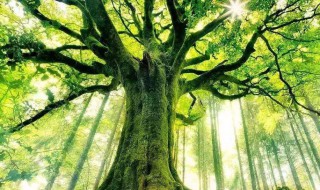 有关芒种的手抄报内容（有关芒种的手抄报 简单漂亮）