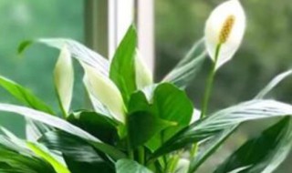 白掌放家里养好吗（白掌放家里冲风水吗）