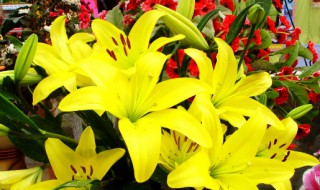 百合花的特点 介绍百合花的特点