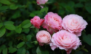 月季花的特点 月季花的特点和外形