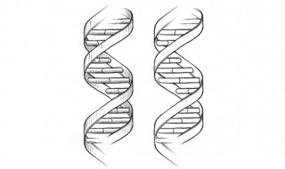 dna分子结构特点