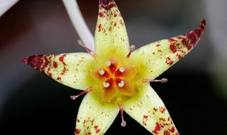 送给你小星星送你花一朵是什么歌 送给你小星星送你花一朵是什么歌的歌词