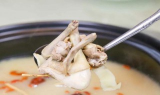 白鸽子汤的作用（白鸽子汤的作用和功效）