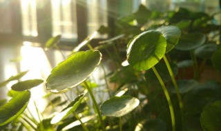 金钱草的作用（金钱草的作用和功能图片）
