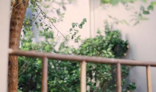 钱塘湖春行翻译（白居易的钱塘湖春行翻译）