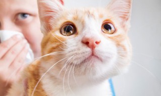 橘猫好养吗 橘猫好养吗,要注意什么