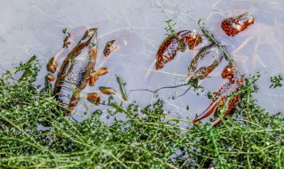 养殖小龙虾要办哪些证件（养小龙虾要交税吗）