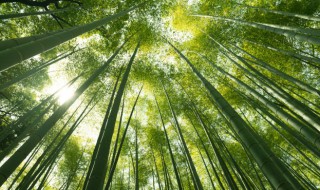 竹子叶子卷起来是什么原因造成的 竹子叶子卷起来是什么原因造成的视频