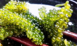 海葡萄什么人不能吃（海葡萄禁忌）