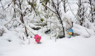 下雪的诗句（有关下雪的诗句）