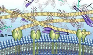 生物作用是指什么 生物作用是指什么