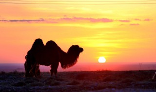 什么的夕阳（什么的夕阳填词语）