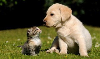 小狗的生活习性 小狗的生活特征和生活方式