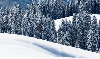 电视剧林海雪原是哪一年拍摄的 电影林海雪原是哪一年拍的