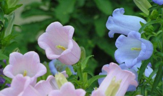 风铃草有没有花和果实 风铃草有没有花和果实呢