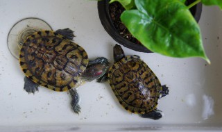 巴西龟饲养（巴西龟饲养温度）