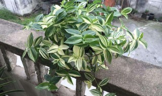 不见阳光的室内植物有什么 不见阳光的室内植物有什么特点