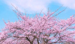 樱花对土的要求（樱花对土的要求有多高）
