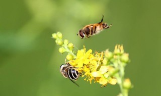 生物体的结构层次是什么（生物体的基本结构层次）