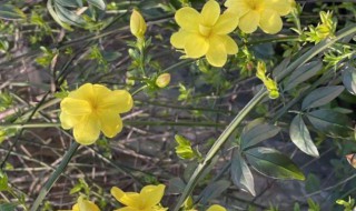 迎春花吉利吗适合摆院子里吗（迎春花种在院子的什么位置好）