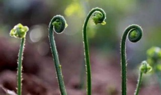 蕨菜怎么保存到下半年 蕨菜要怎么保存