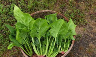 菠菜豆腐的做法大全（菠菜炖豆腐的家常做法）