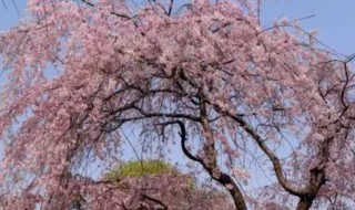 樱花树怎么种植（饥荒樱花树怎么种植）