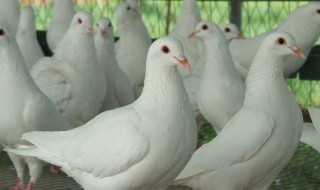 鸽子的养殖方法（鸽子的养殖方法教程）