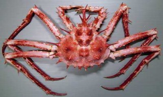 蜘蛛蟹能吃吗 蜘蛛蟹能吃吗?