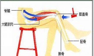 反射和反射弧的关系（反射和反射弧的关系是什么）