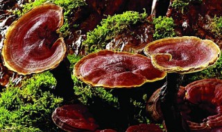 灵芝和石斛泡水喝的功效与作用 灵芝石斛泡水喝的功效与作用有那些