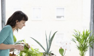 水培植物叶子发黄怎么办 水培植物叶子发黄怎么办?