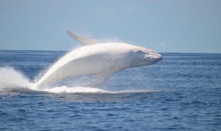 白色座头鲸一共有几只 白色座头鲸一共有几只眼睛
