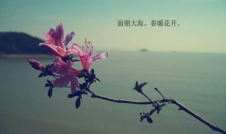 关于大海的诗歌（关于大海的诗歌现代诗冰心）