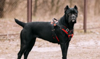 意大利护卫犬介绍 意大利护卫犬介绍视频