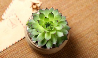 观音莲的功能和功效简介 观音莲作用及药性