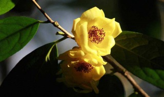 金花茶功效 广西金花茶功效