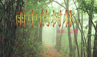 雨中的树林介绍 雨中的树林资料