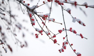 小雪节气注意事项（小雪节气注意事项）