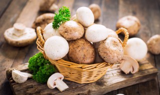 蘑菇的功效和作用 蘑菇的功效和作用禁忌