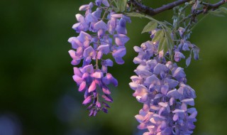 紫藤花简介（丰花紫藤）